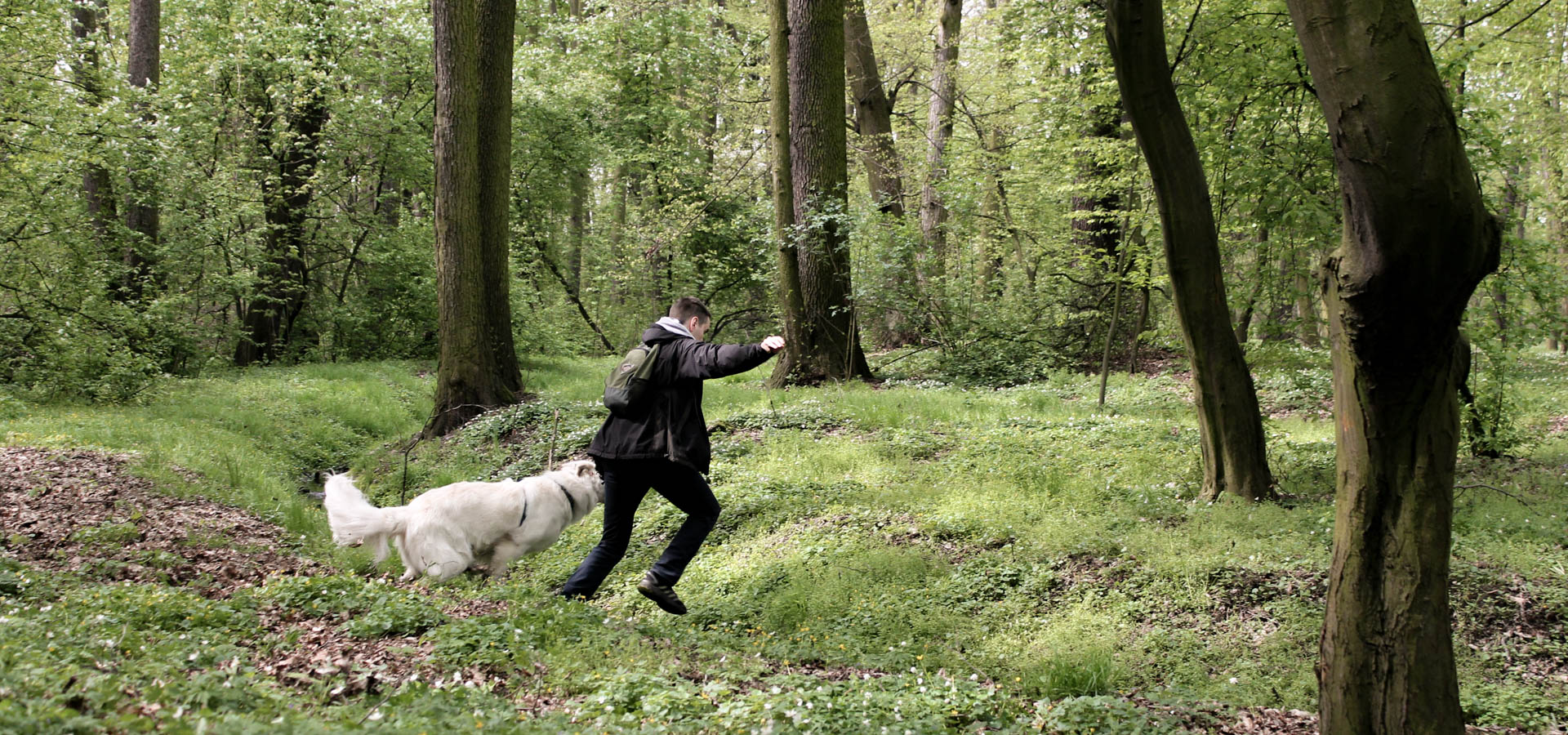 Park złotnicki we Wrocławiu - lasek