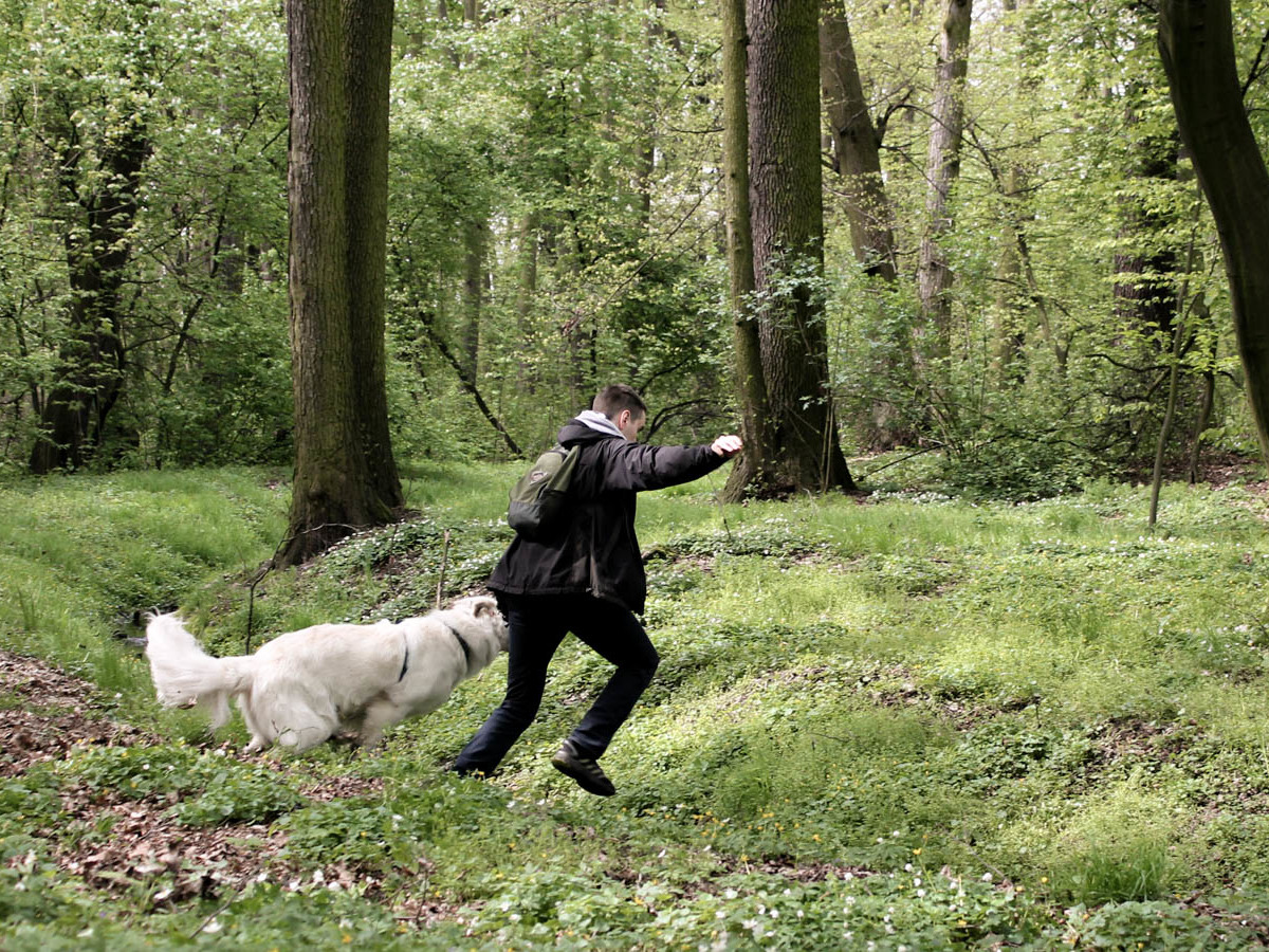 Park złotnicki we Wrocławiu - lasek