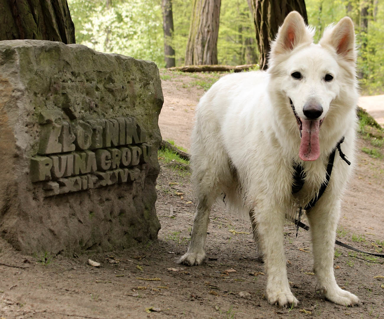 Park Złotnicki
parko-las pełen wiosny
