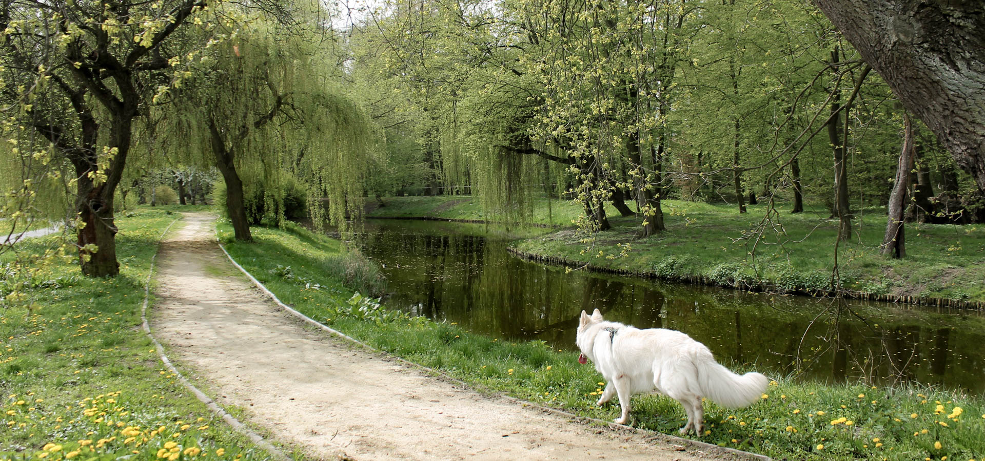 Park Złotnicki z psem - alejka