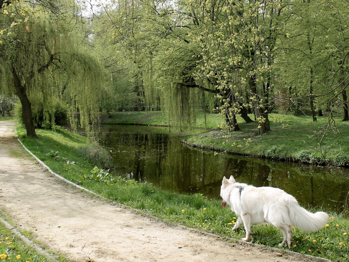 Park Złotnicki z psem - alejka