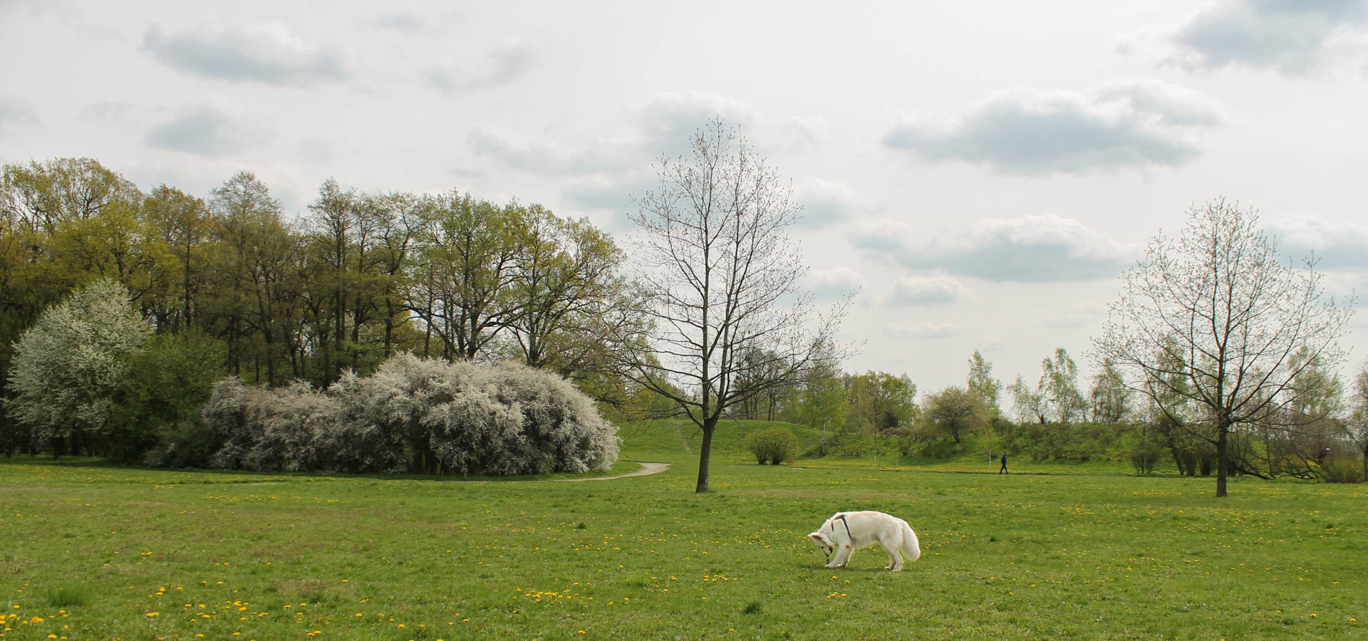 Park Złotnicki z psem - łąki