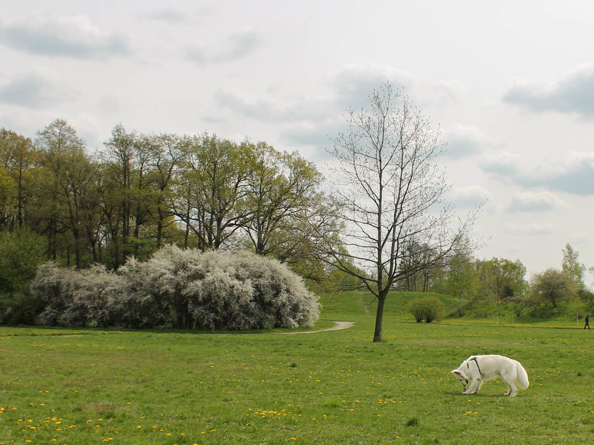Park Złotnicki z psem - łąki
