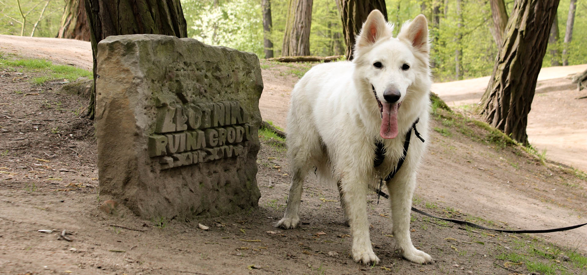 Grodziska w Parku Złotnickim i pies