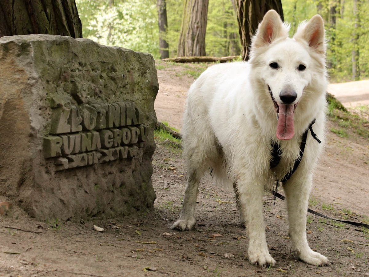 Grodziska w Parku Złotnickim i pies