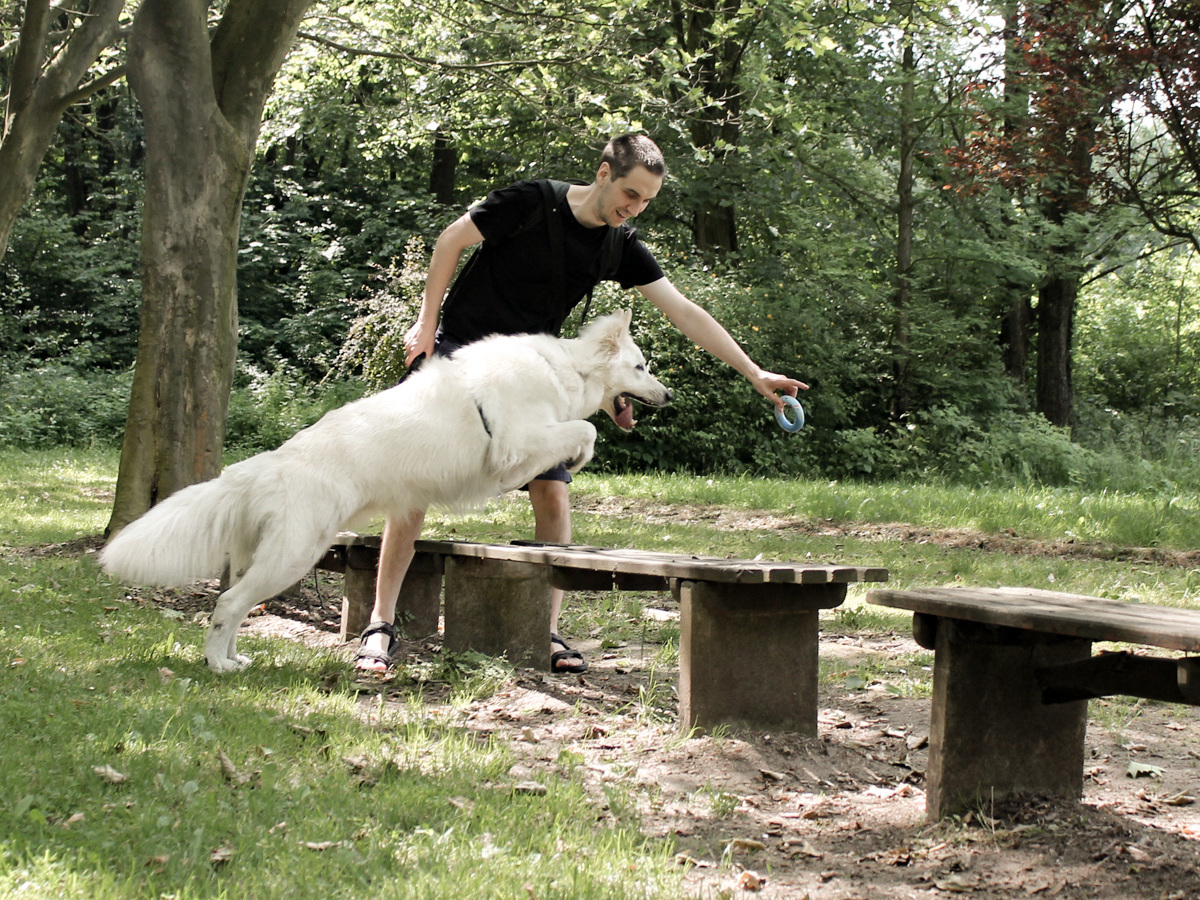 psie zabawy w Wojnowicach