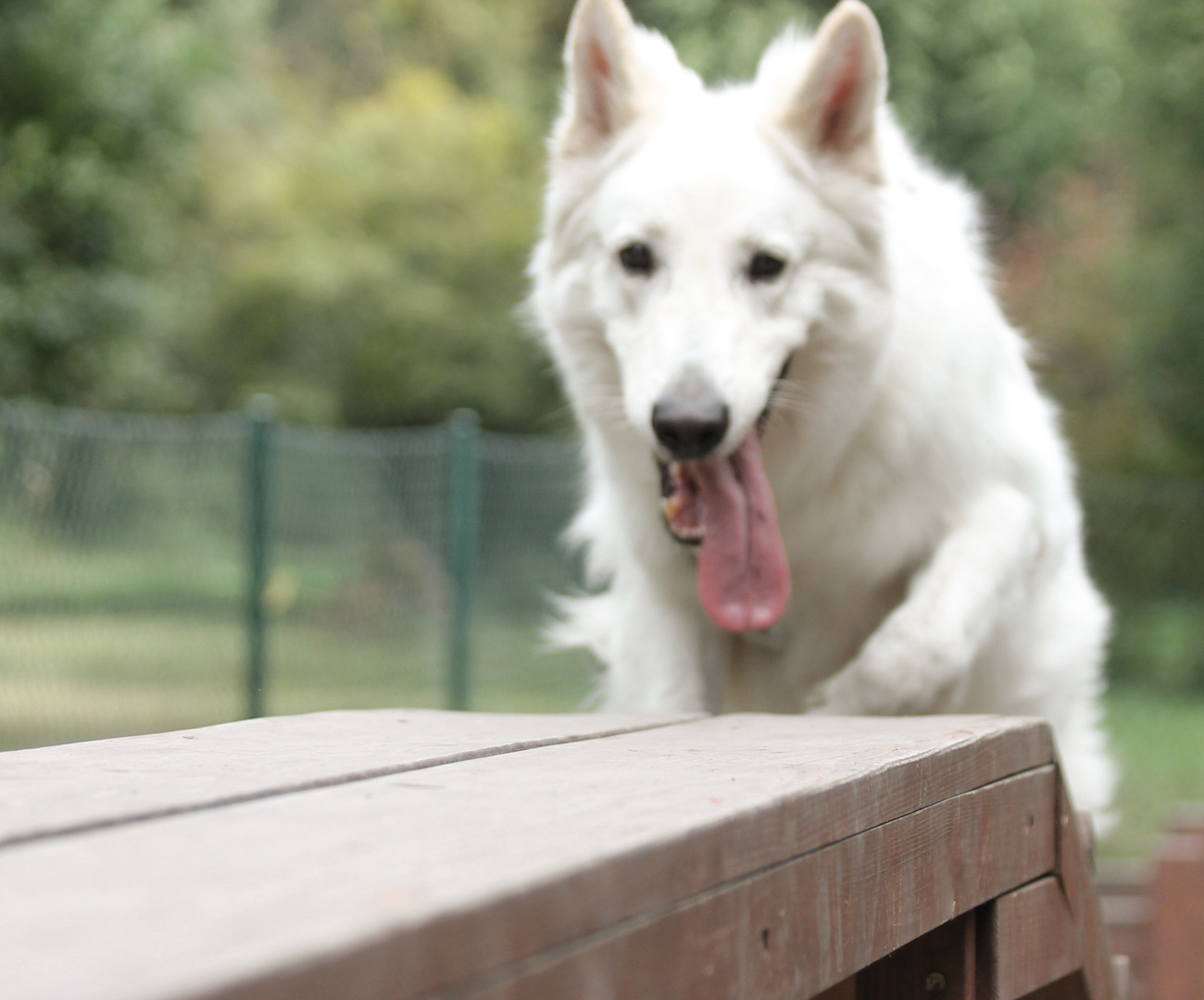 Psi plac zabaw
w Parku Grabiszyńskim
