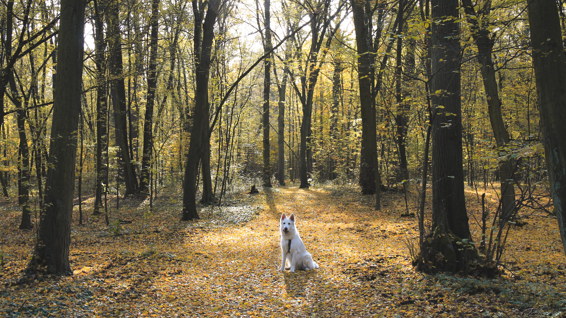 Las Osobowicki 
w kierunku cudownej kapliczki
