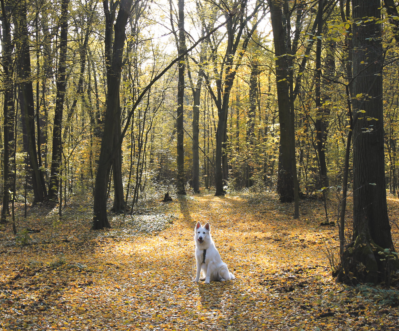 Las Osobowicki 
w kierunku cudownej kapliczki
