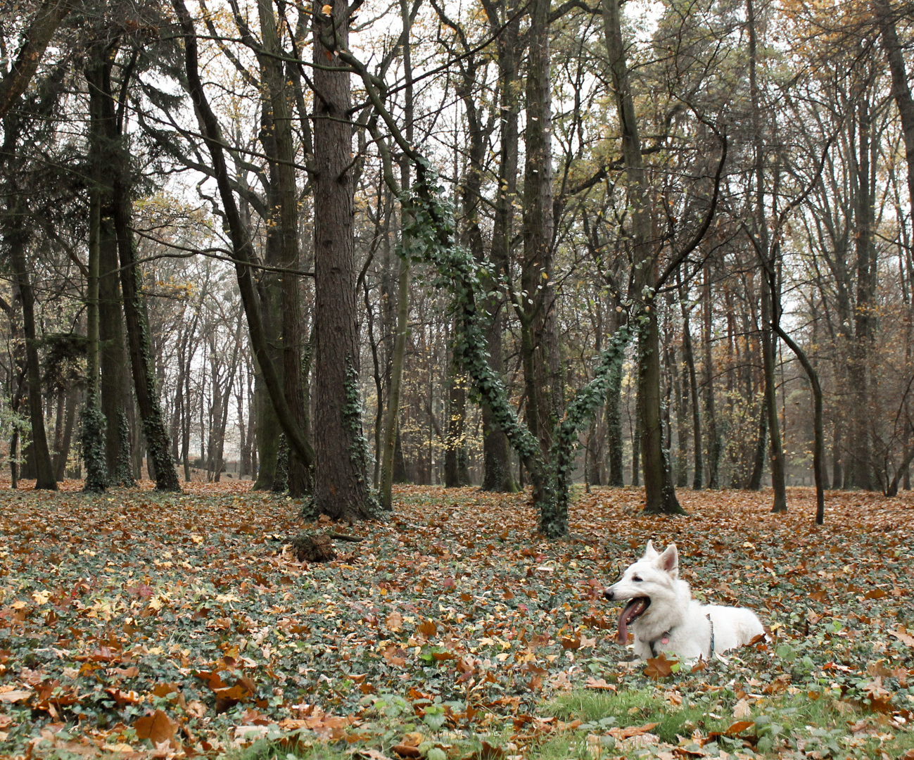 Park Zachodni zadumany w listopadzie