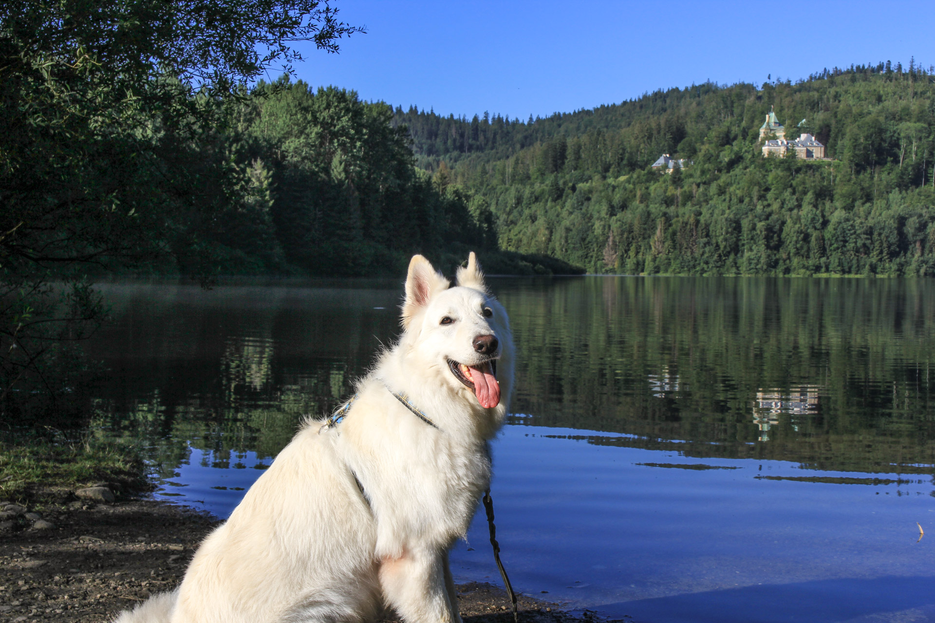 pies and jeziorem czernianskim