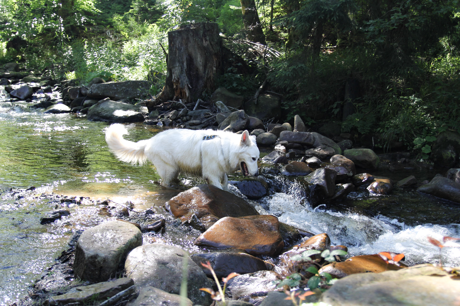 uciekający psu patyk w rzece
