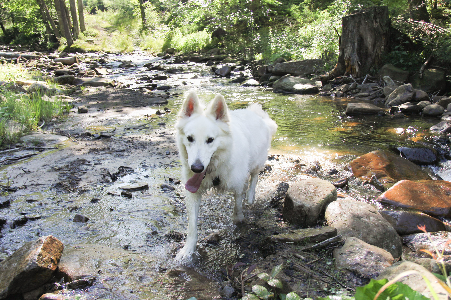 pies w płytkiej wodzie rzeki