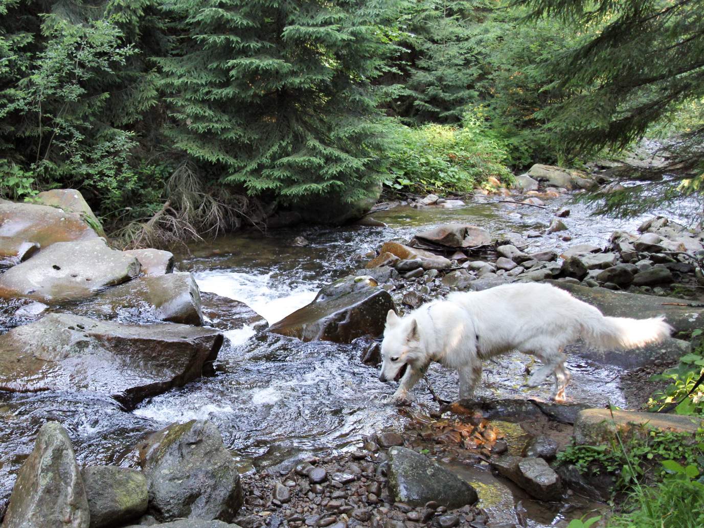 czarna wisełka i kamienie