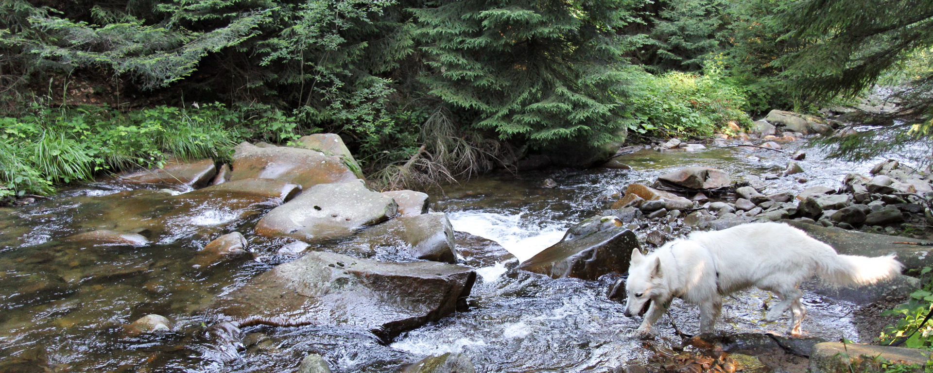 Pies Heban węszy u źródeł Wisły
- spacer wzdłuż Czarnej Wisełki
