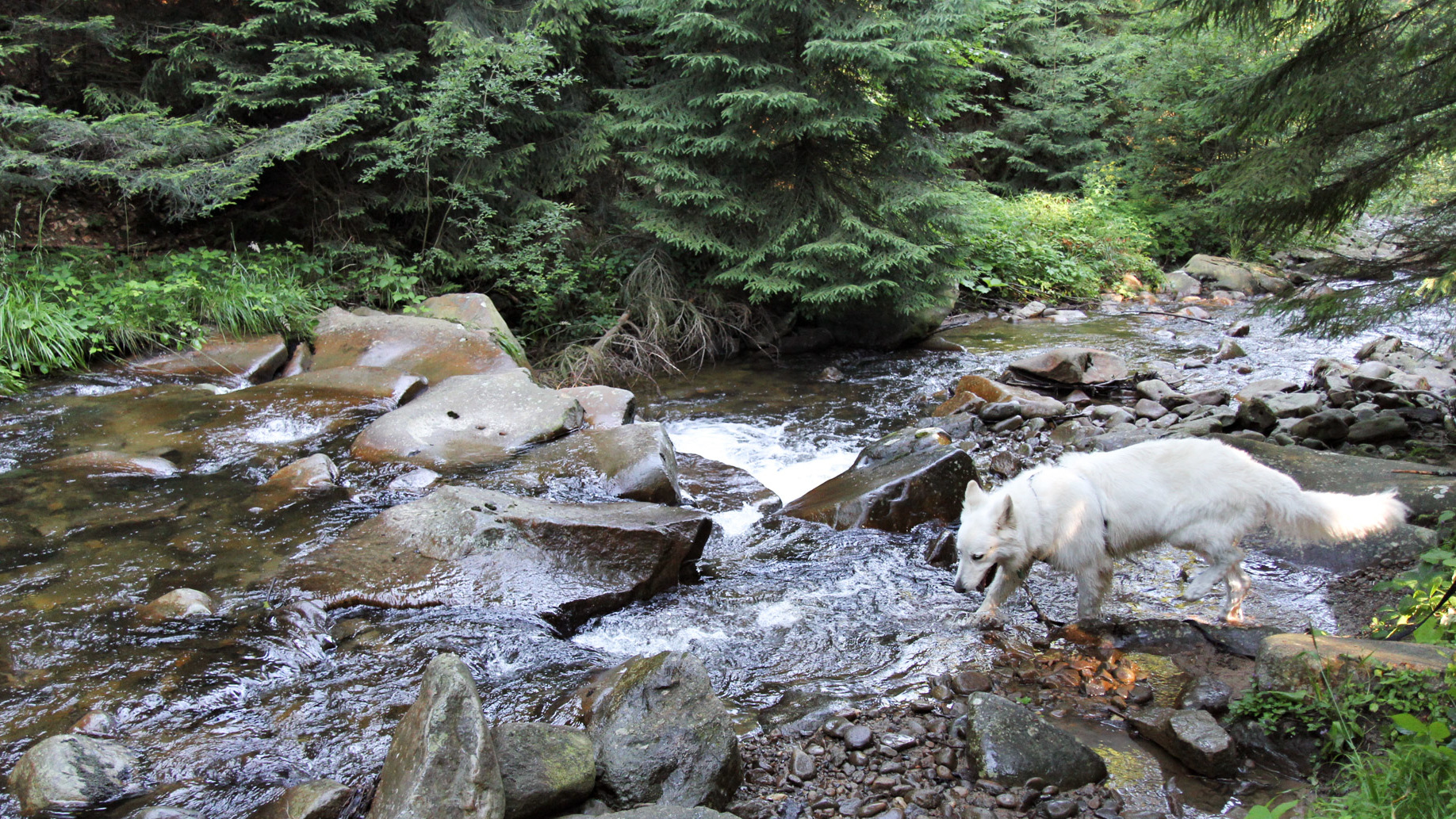 Pies Heban węszy u źródeł Wisły
- spacer wzdłuż Czarnej Wisełki

