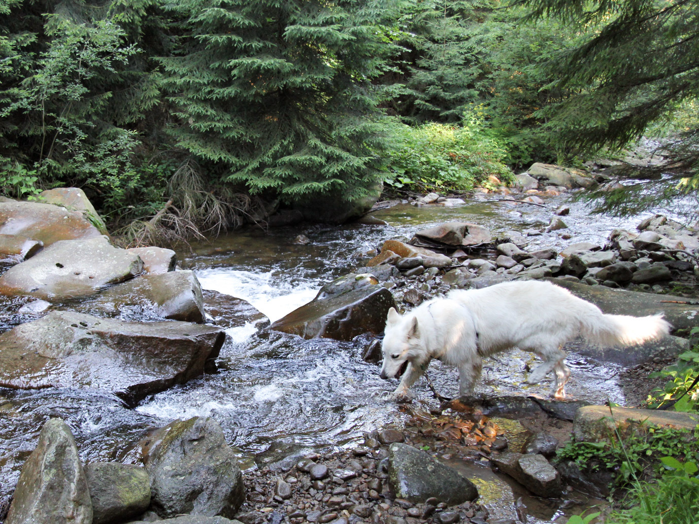Pies Heban węszy u źródeł Wisły
- spacer wzdłuż Czarnej Wisełki
