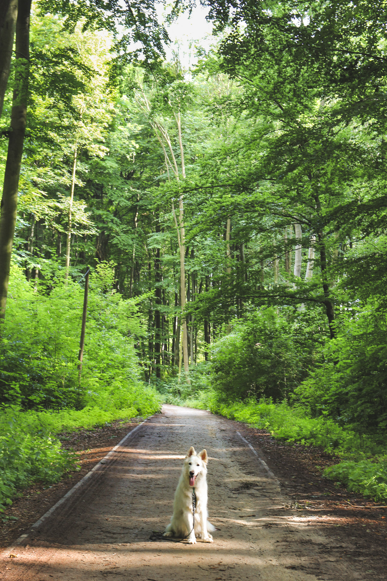 pies Heban siedzi na ścieżce w Bukowym Lesie w Trzebnicy