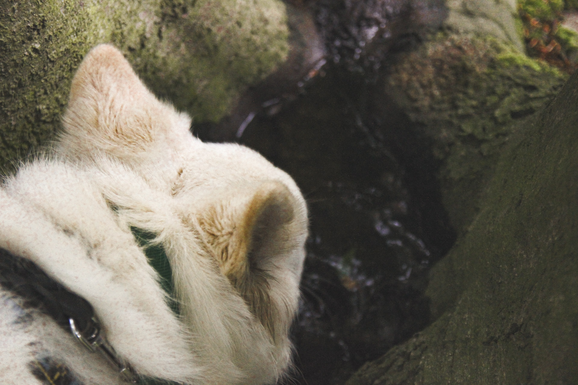pies Heban pije wodę z pomiędzy pni drzew