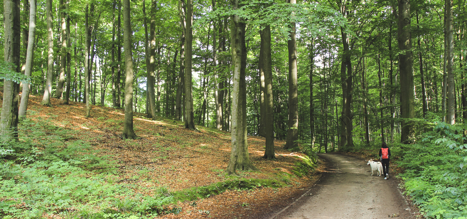 Bukowy Las w Trzebnicy