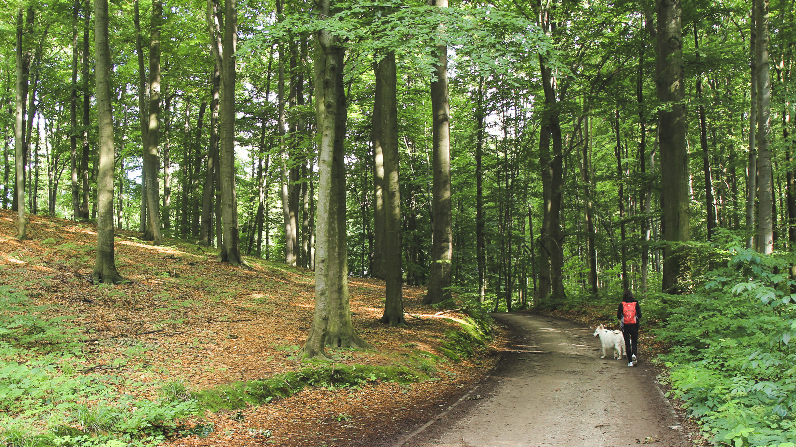 Bukowy Las w Trzebnicy