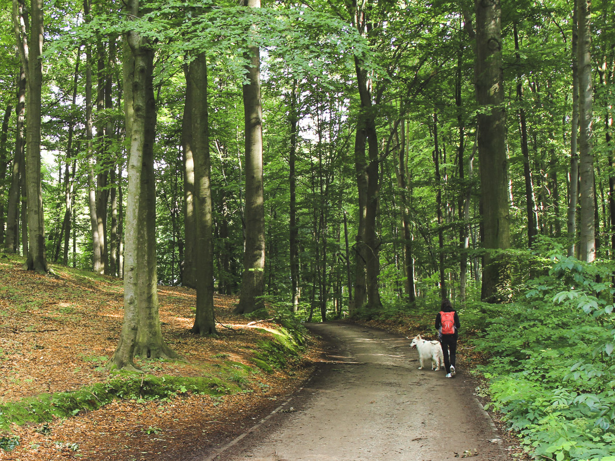 Bukowy Las w Trzebnicy