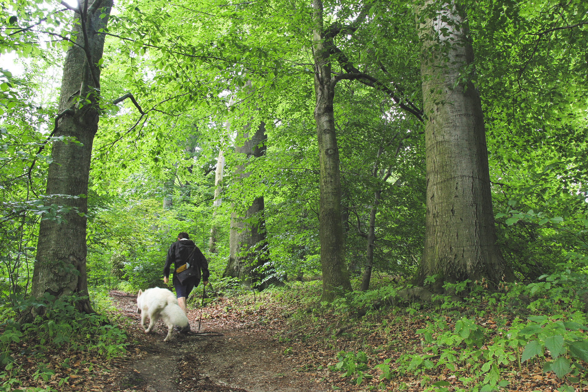 Bukowy Las od środka
