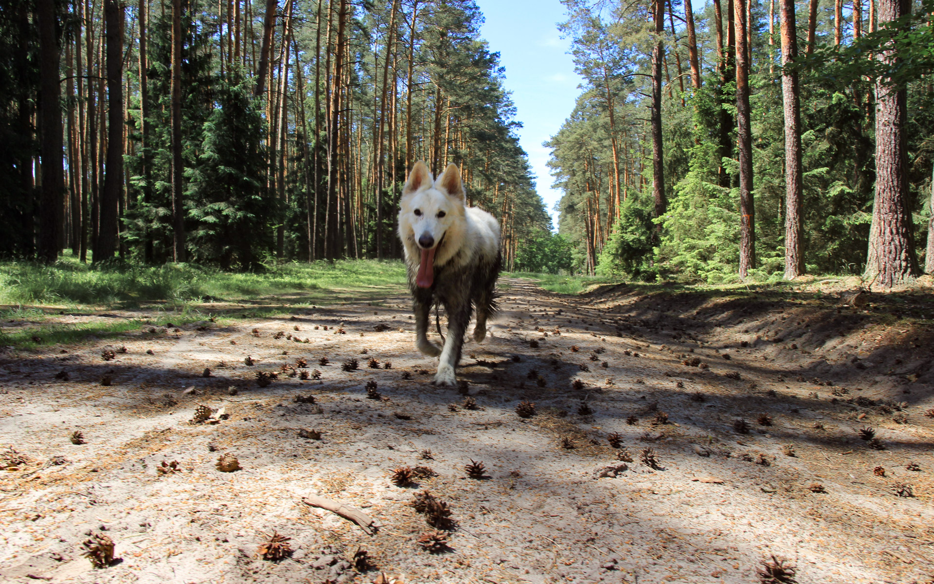 pies Heban na ścieżce rowerowej pełnej szyszek w Dolinie Baryczy