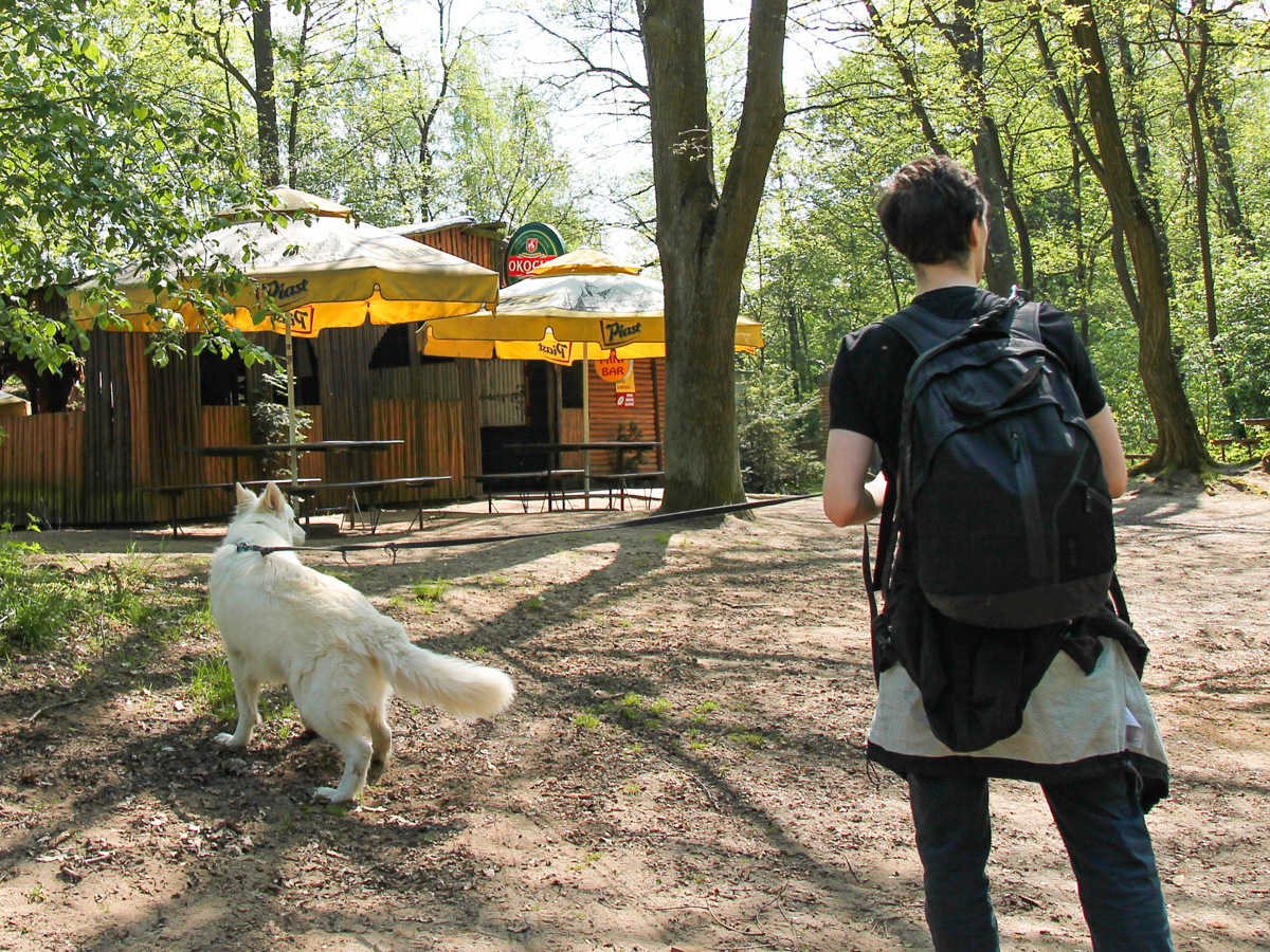 pies Heban przy barze Kacper w Sułowie