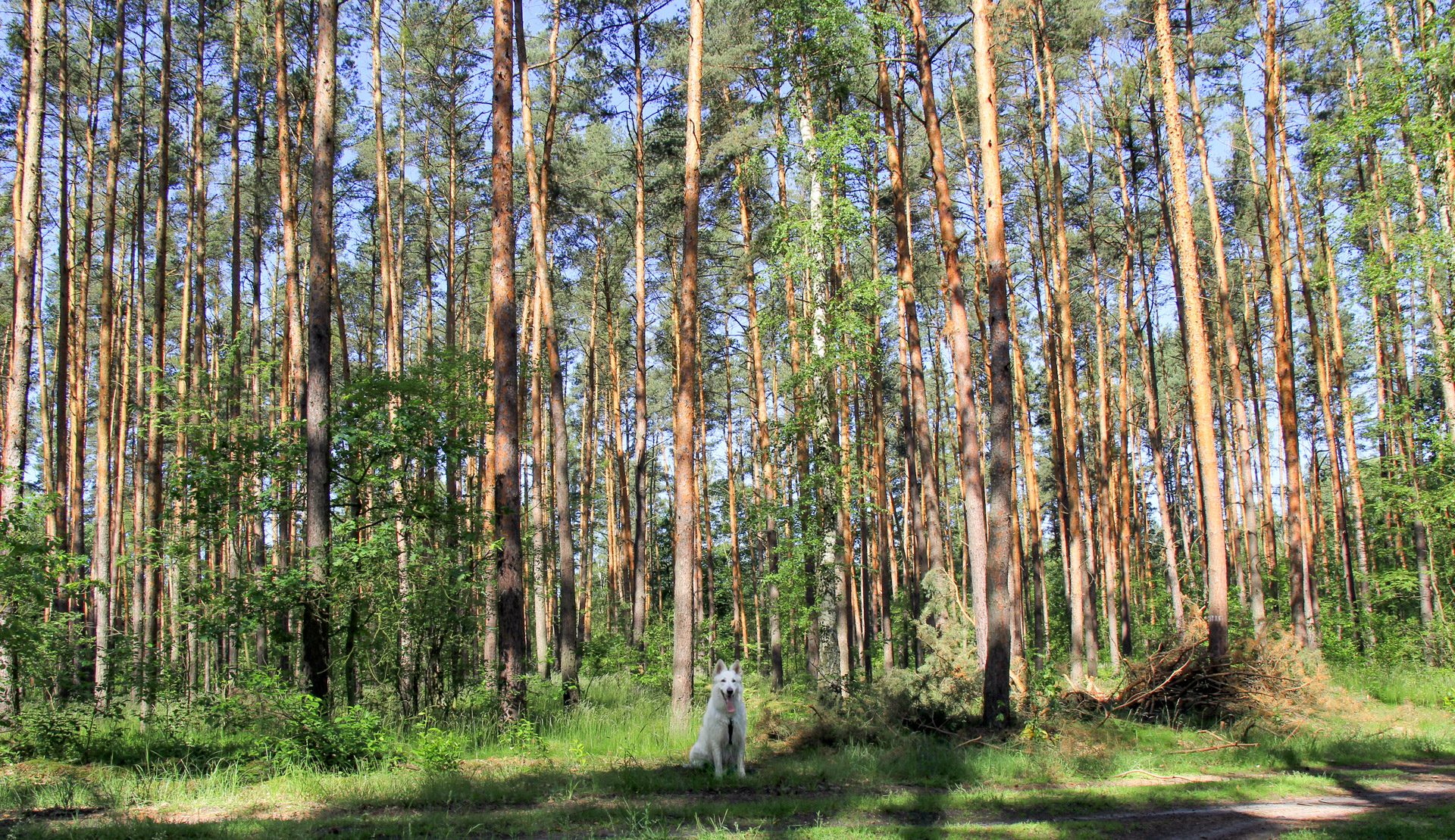 pies Heban przy lesie sosnowym w Dolinie Baryczy