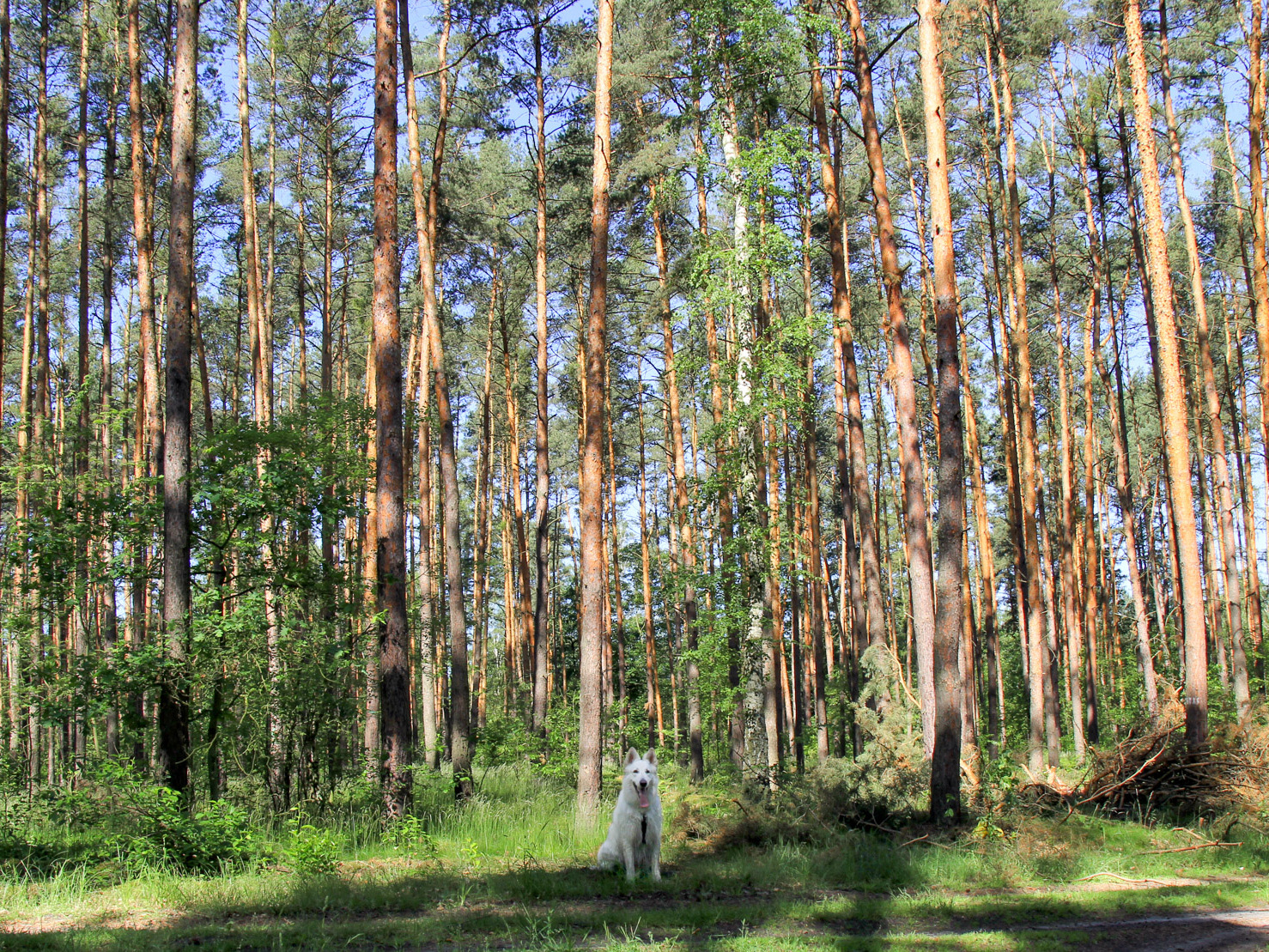 pies Heban przy lesie sosnowym w Dolinie Baryczy