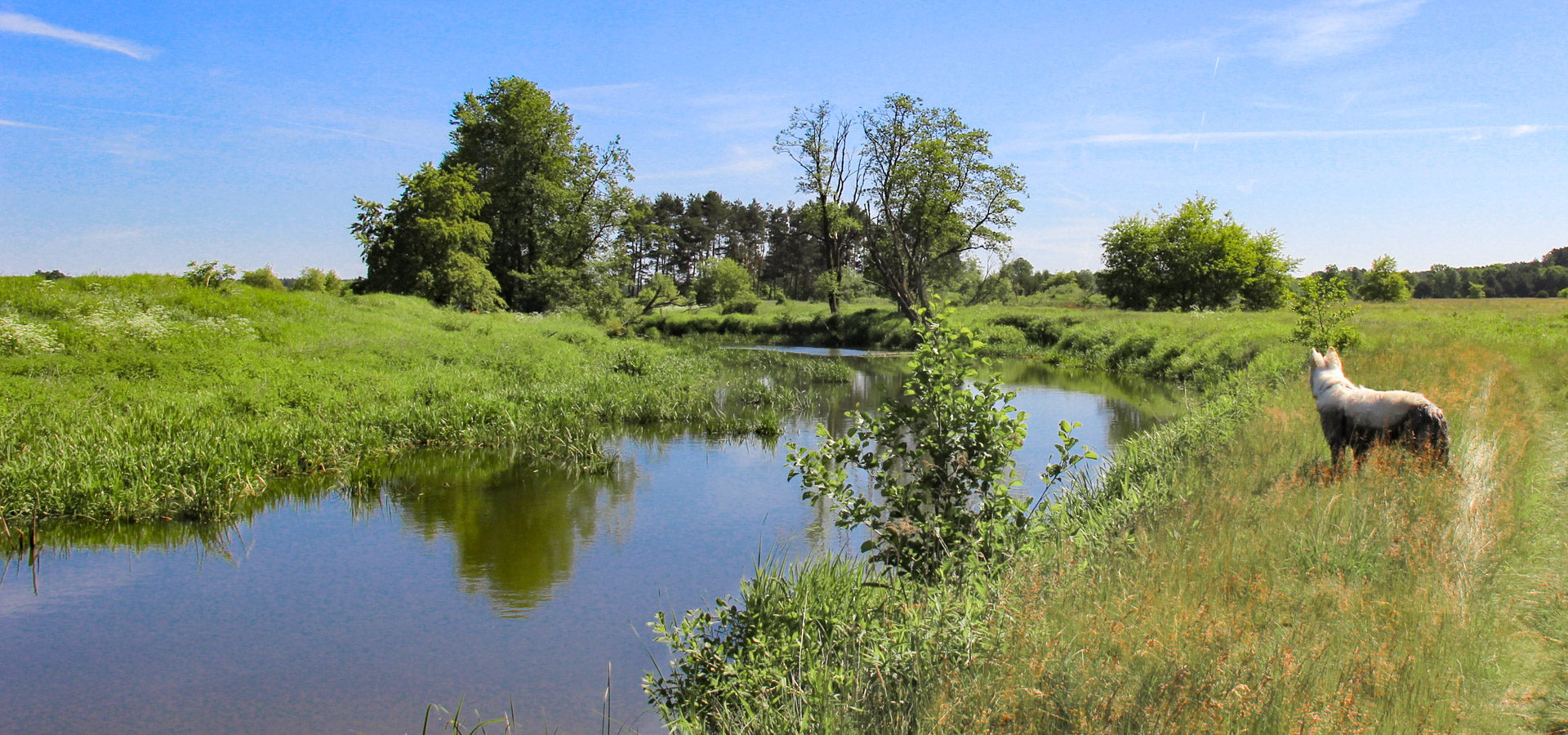 pies Heban nad brzegiem Baryczy