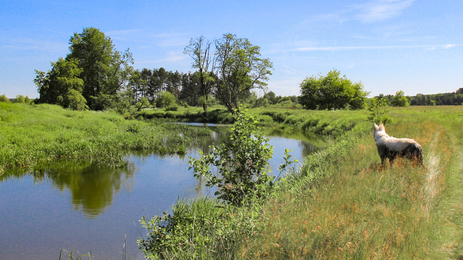 W lesie i nad rzeką
w Dolinie Baryczy
