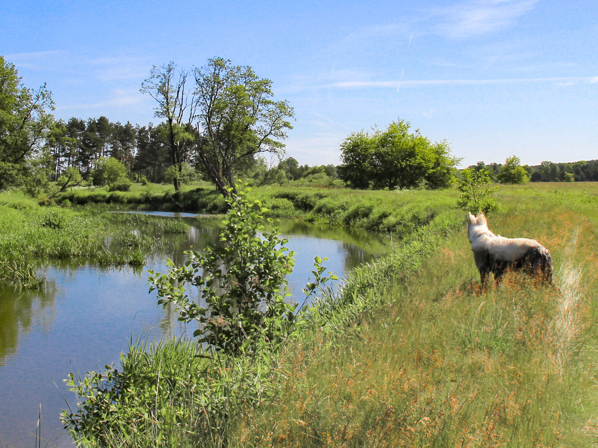 pies Heban nad brzegiem Baryczy