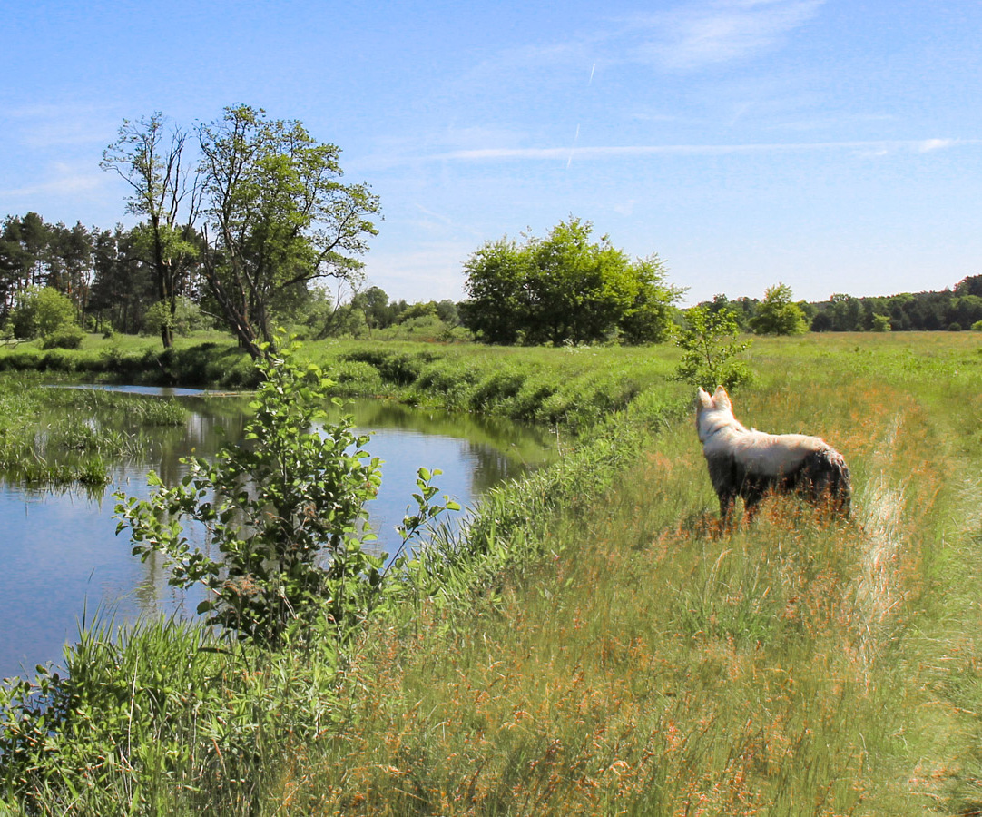 W lesie i nad rzeką
w Dolinie Baryczy
