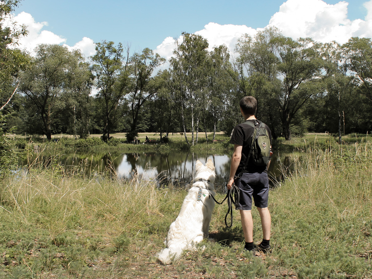 pies Heban nad stawem