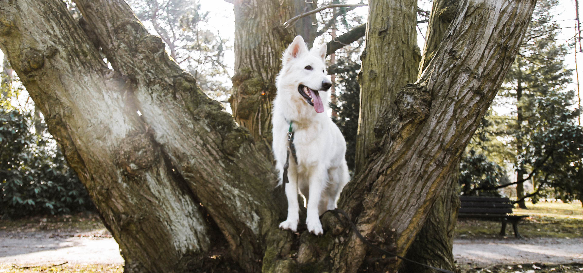 pies na rozłożystym drzewie w parku szczytnickim