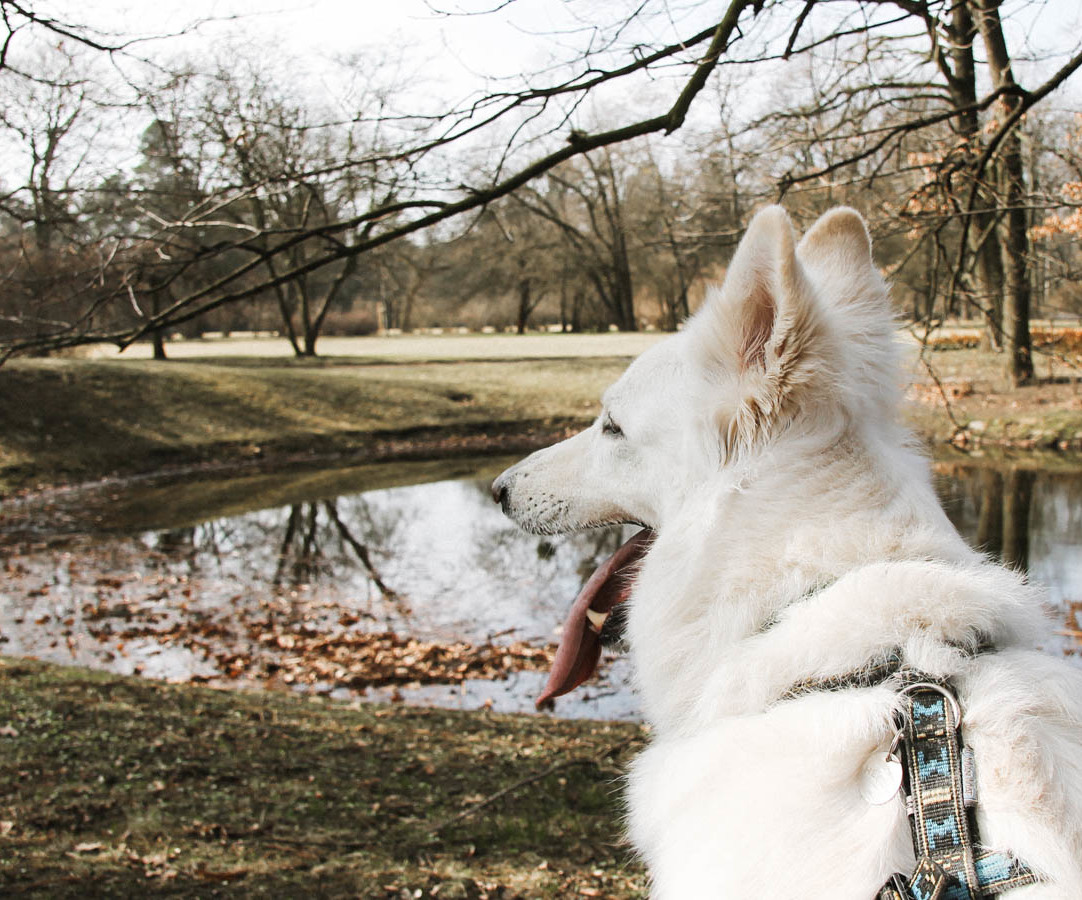 Park Szczytnicki - oczka wodne, alpinarium i kubańska knajpka