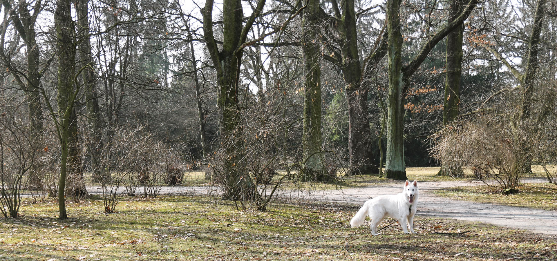 Wrocław Szkolny Ogród Botaniczny w Parku Szczytnickim - drzewa