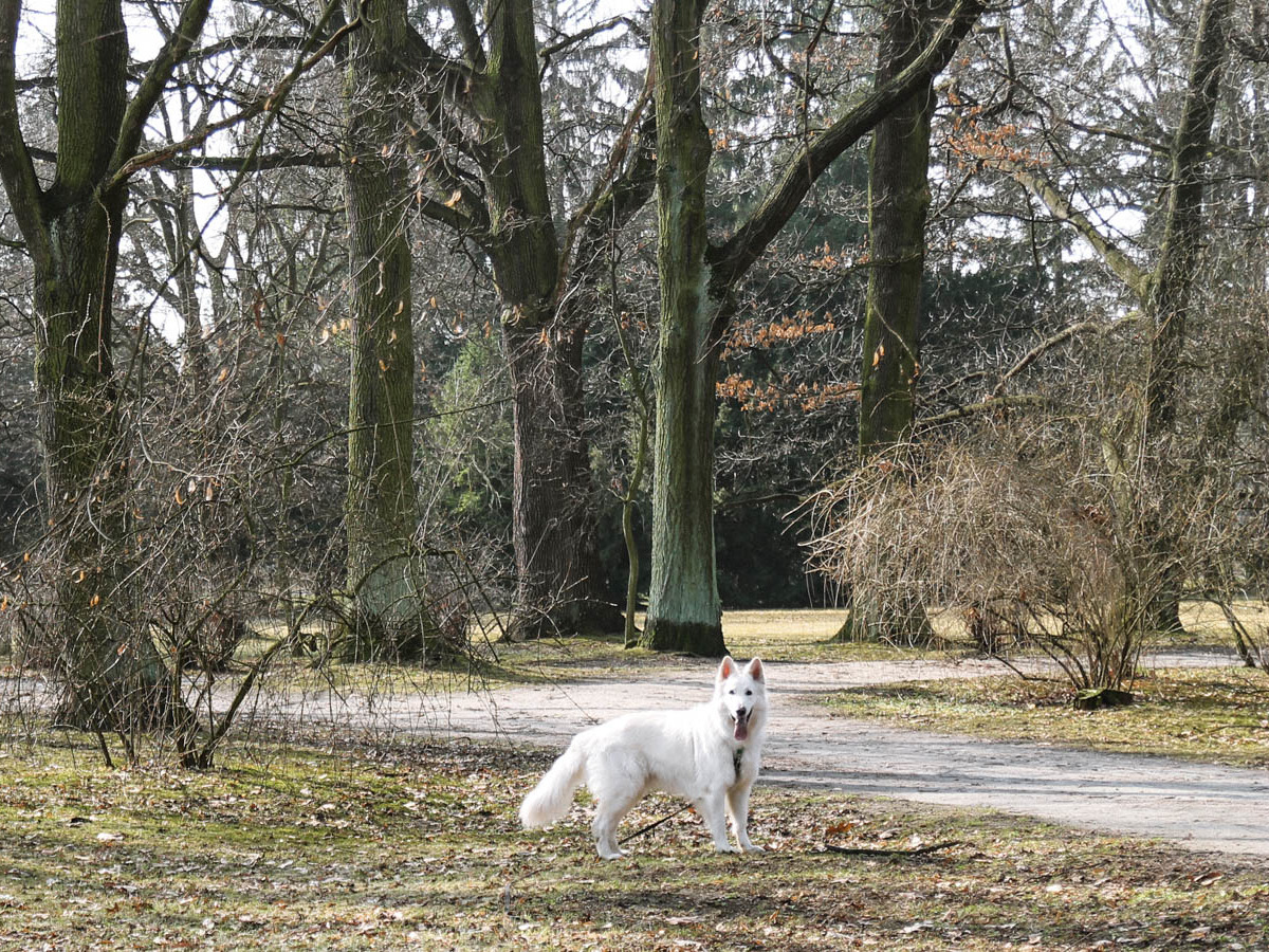 Wrocław Szkolny Ogród Botaniczny w Parku Szczytnickim - drzewa