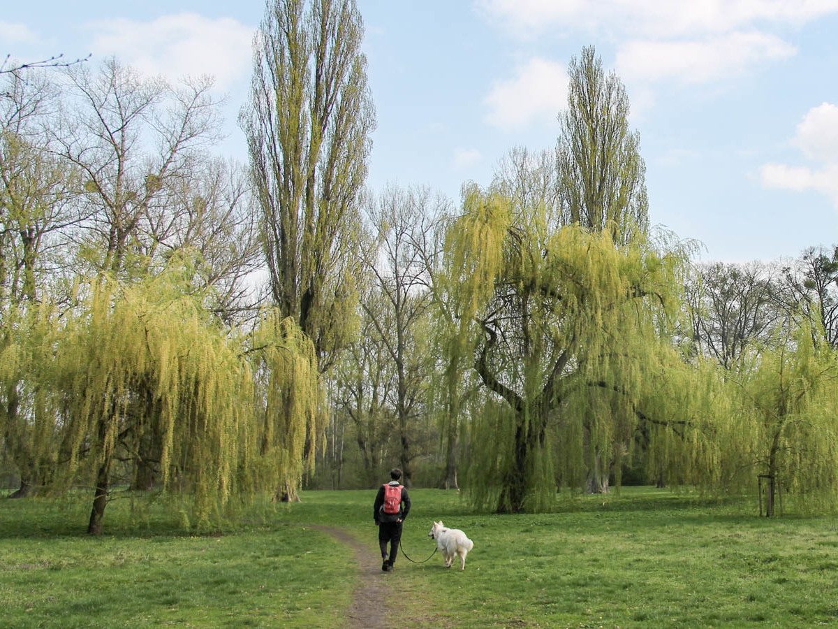 spacer łąką w Parku Wschodnim z psem