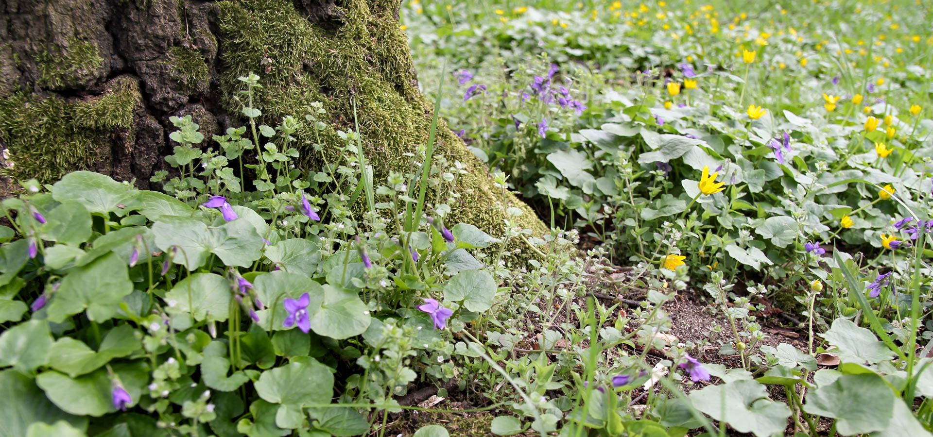 wiosenne kwiaty w parku wschodnim