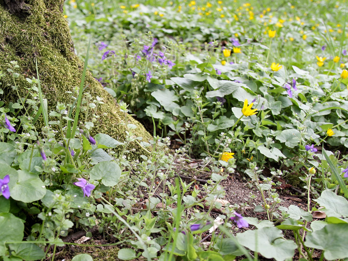 wiosenne kwiaty w parku wschodnim