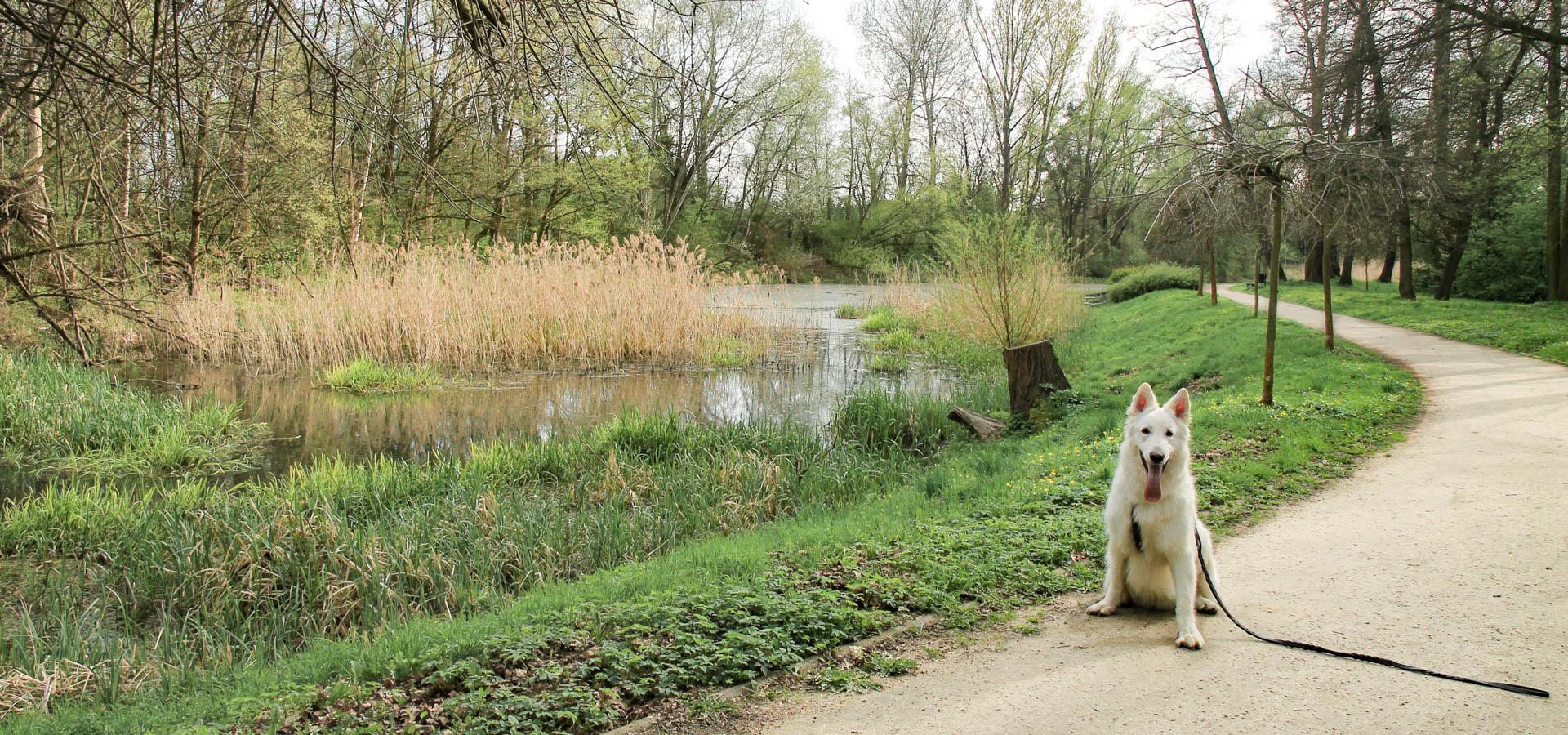 pies Heban nad Oławą w Parku Wschodnim