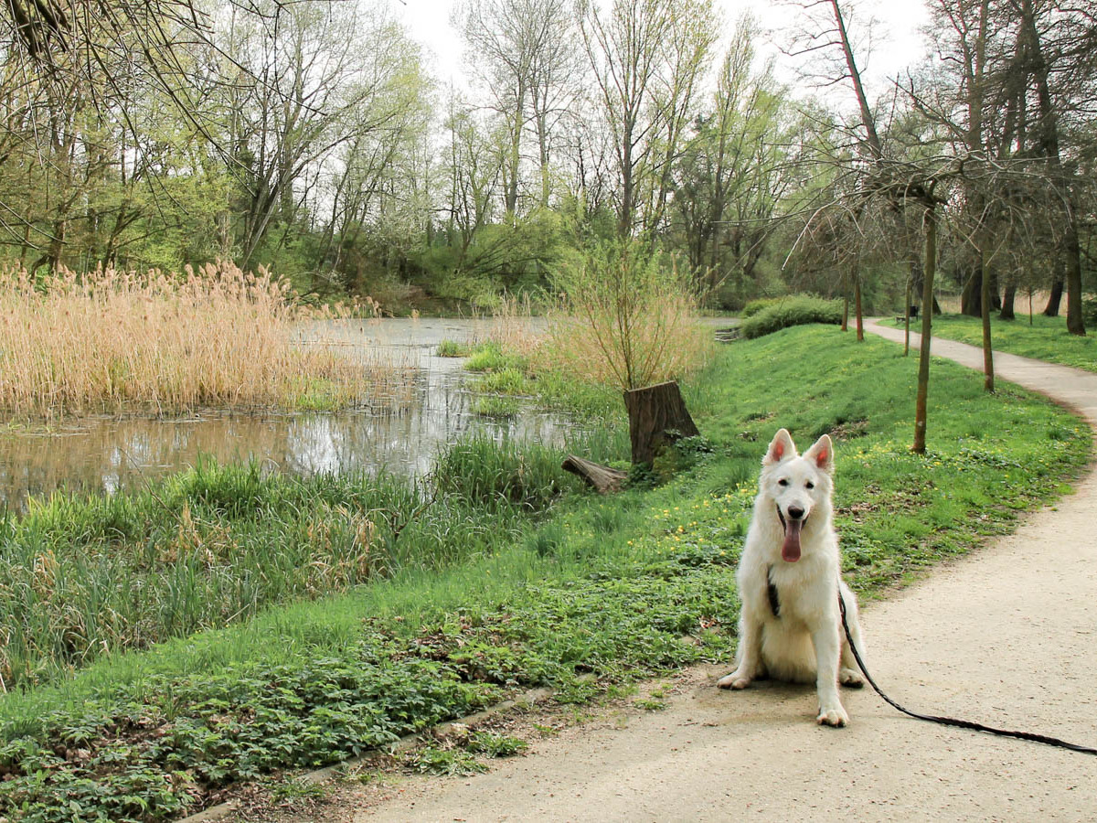 pies Heban nad Oławą w Parku Wschodnim