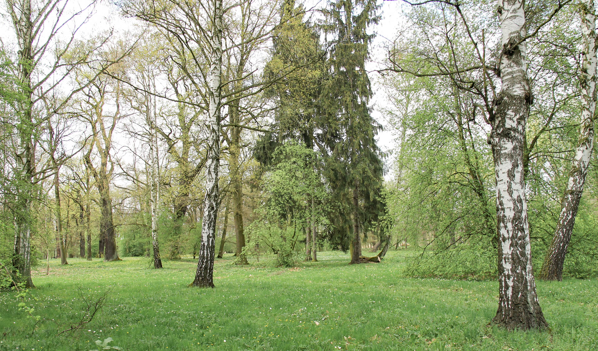 zieleń w parku wschodnim