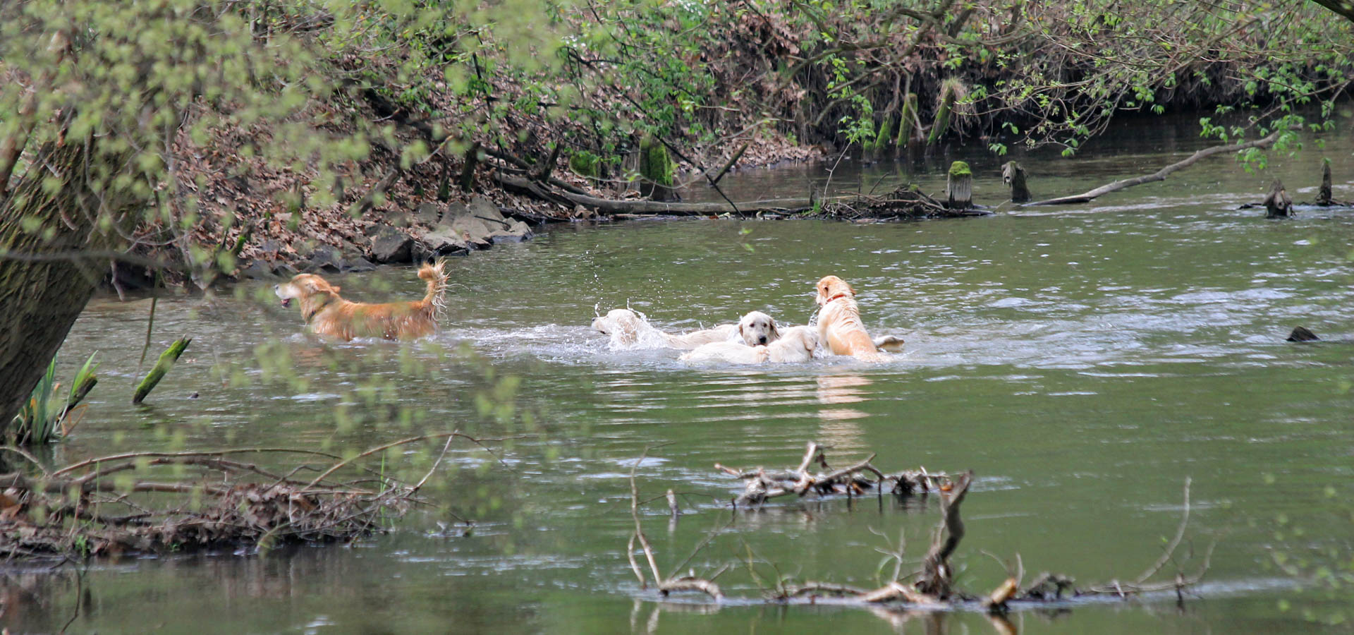 psy bawią się w rzece w Parku Wschodnim