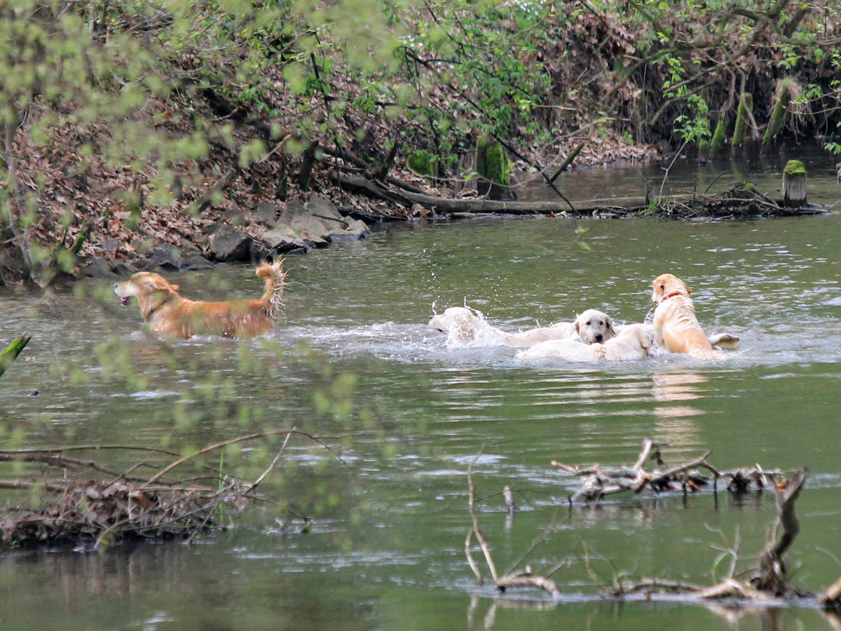 psy bawią się w rzece w Parku Wschodnim