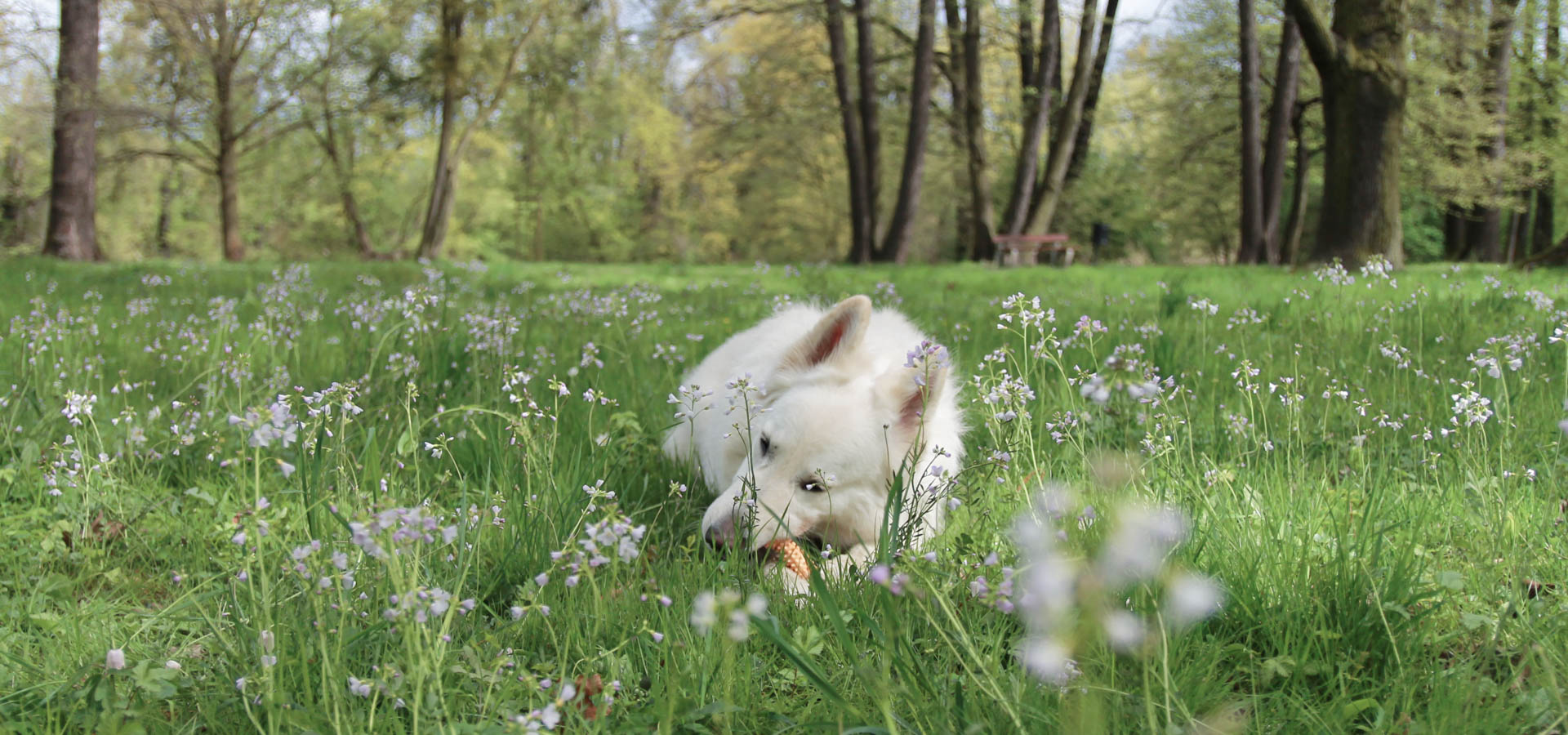 pies odpoczywa na łące w parku