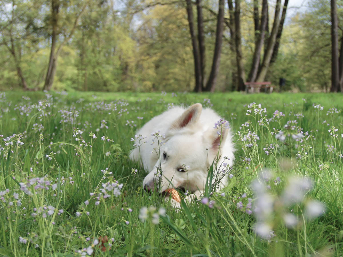 pies odpoczywa na łące w parku